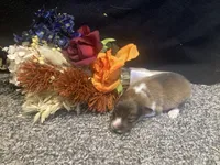 Clover, a male Shetland Sheepdog for sale in Edgemont, SD – 1 of 7