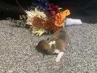 Clover, a male Shetland Sheepdog for sale in Edgemont, SD – 2 of 7