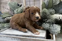 processed/7aa5a4f1-5c7e-4b60-a59f-f2d1f44aed49/listing/00a7a57e-8d00-4012-ae12-d48fda2da080/14204851-4c30-4ef5-9704-eacc9d87a2b1