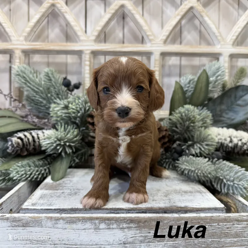 Luka