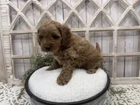 Clyde, a male Cavapoo for sale in Cabool, MO – 5 of 6