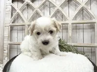 Milo, a male Coton de Tulear for sale in Cabool, MO – 4 of 6