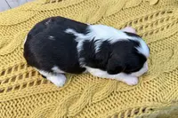 Clark, a male Cavapoo for sale in Cabool, MO – Photo 9 of 10