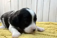 Clark, a male Cavapoo for sale in Cabool, MO – Photo 4 of 10