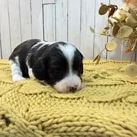 Clark, a male Cavapoo for sale in Cabool, MO – Photo 5 of 10