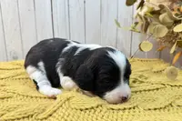 Clark, a male Cavapoo for sale in Cabool, MO – Photo 6 of 10