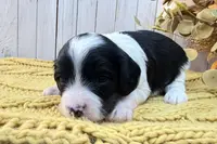 Clark, a male Cavapoo for sale in Cabool, MO – Photo 1 of 10