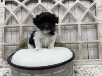 Atlas, a male Coton de Tulear for sale in Cabool, MO – 8 of 8