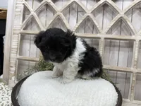 Atlas, a male Coton de Tulear for sale in Cabool, MO – 4 of 8