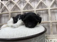 Atlas, a male Coton de Tulear for sale in Cabool, MO – 3 of 8