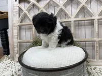 Atlas, a male Coton de Tulear for sale in Cabool, MO – 7 of 8