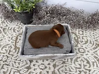 Rio, a male Cavapoo for sale in Cabool, MO – Photo 3 of 5