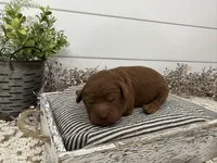 Rio, a male Cavapoo for sale in Cabool, MO – Photo 5 of 5