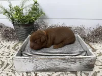 Rio, a male Cavapoo for sale in Cabool, MO – Photo 2 of 5