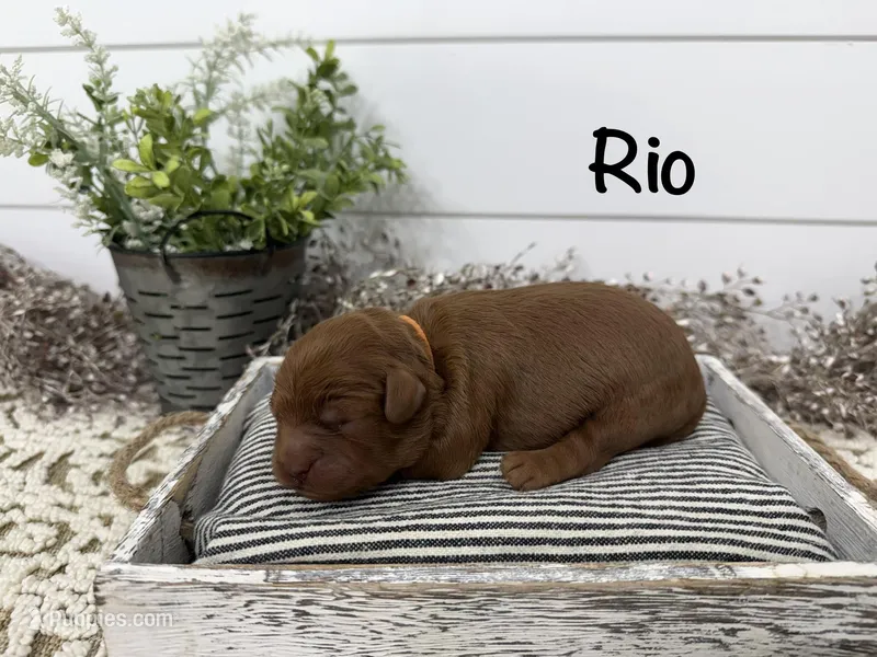 Rio – Cavapoo puppy for sale in Cabool, MO