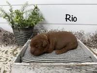 Rio, a male Cavapoo for sale in Cabool, MO – Photo 1 of 5