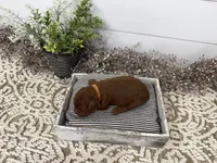 Rio, a male Cavapoo for sale in Cabool, MO – Photo 4 of 5