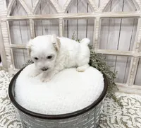 Murphy, a male Coton de Tulear for sale in Cabool, MO – 5 of 7