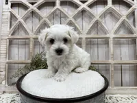 Axel, a male Coton de Tulear for sale in Cabool, MO – 6 of 8