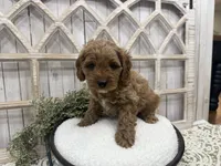 Clyde, a male Cavapoo for sale in Cabool, MO – 4 of 6