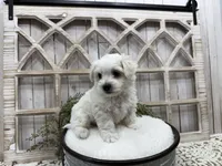 Axel, a male Coton de Tulear for sale in Cabool, MO – 2 of 8