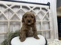 Clyde, a male Cavapoo for sale in Cabool, MO – 3 of 6