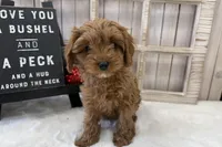 Lucy, a female Cavapoo for sale in Cabool, MO – Photo 6 of 10
