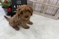 Lucy, a female Cavapoo for sale in Cabool, MO – Photo 7 of 10