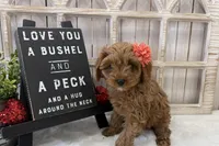 Lucy, a female Cavapoo for sale in Cabool, MO – Photo 5 of 10