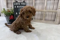 Lucy, a female Cavapoo for sale in Cabool, MO – Photo 8 of 10