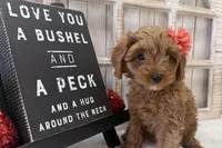 Lucy, a female Cavapoo for sale in Cabool, MO – Photo 4 of 10