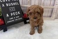 Lucy, a female Cavapoo for sale in Cabool, MO – Photo 3 of 10