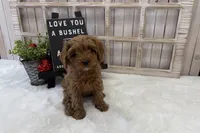 Lucy, a female Cavapoo for sale in Cabool, MO – Photo 9 of 10