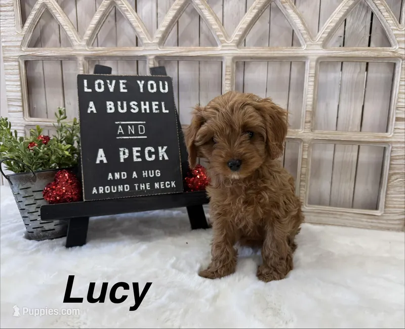 Lucy