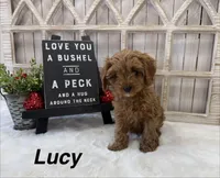 Lucy, a female Cavapoo for sale in Cabool, MO – Photo 1 of 10