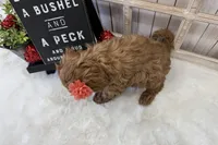 Lucy, a female Cavapoo for sale in Cabool, MO – Photo 10 of 10