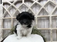 Atlas, a male Coton de Tulear for sale in Cabool, MO – 5 of 8