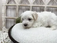 Murphy, a male Coton de Tulear for sale in Cabool, MO – 7 of 7