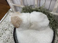 Milo, a male Coton de Tulear for sale in Cabool, MO – 6 of 6