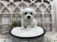 Axel, a male Coton de Tulear for sale in Cabool, MO – 5 of 8