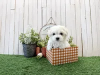 Rae, a male Coton de Tulear for sale in Cabool, MO – Photo 5 of 6