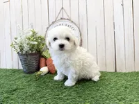 Rae, a male Coton de Tulear for sale in Cabool, MO – Photo 3 of 6