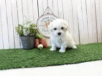 Rae, a male Coton de Tulear for sale in Cabool, MO – Photo 1 of 6