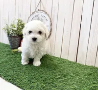 Rae, a male Coton de Tulear for sale in Cabool, MO – Photo 2 of 6