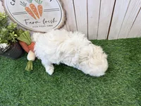 Rae, a male Coton de Tulear for sale in Cabool, MO – Photo 6 of 6