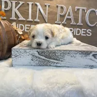 Matteo, a male Coton de Tulear for sale in Cabool, MO – Photo 3 of 7