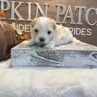 Matteo, a male Coton de Tulear for sale in Cabool, MO – Photo 4 of 7