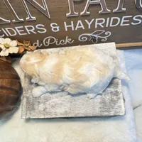 Matteo, a male Coton de Tulear for sale in Cabool, MO – Photo 2 of 7