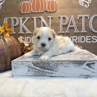 Matteo, a male Coton de Tulear for sale in Cabool, MO – Photo 1 of 7