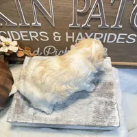 Matteo, a male Coton de Tulear for sale in Cabool, MO – Photo 6 of 7